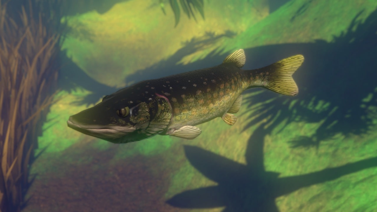 Feed and Grow Fish cover